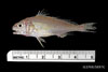 Juvenile Micropogonias undulatus juv - croaker, SEAMAP collections